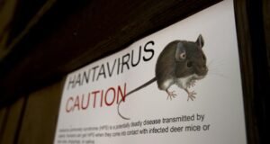 Apa itu Hantavirus, penyakit langka yang menewaskan Betsy Arakawa? Apa itu Hantavirus, penyakit langka yang menewaskan Betsy Arakawa?