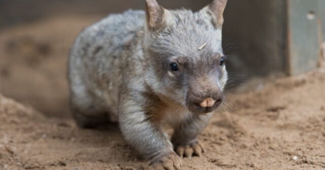 Influencer AS Mengambil Bayi Wombat dari Ibu di Australia
