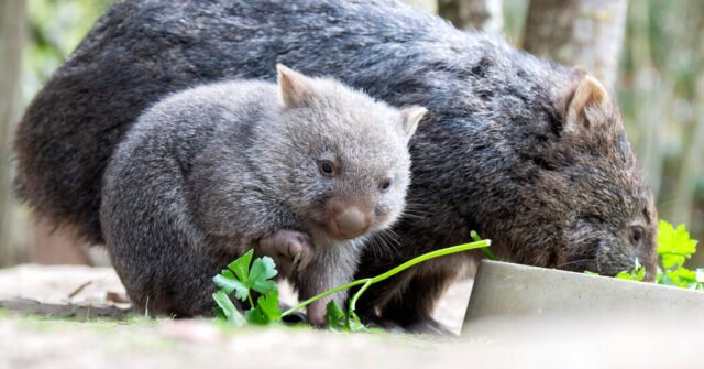 Kemarahan di Australia setelah wanita Amerika meraih bayi wombat
