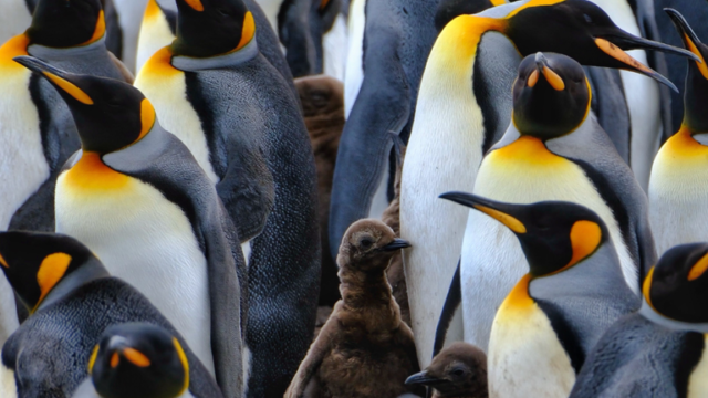 Mengapa Margasatwa di Kepulauan Falkland lebih rentan daripada kebanyakan | Berita Sains, Iklim & Teknologi
