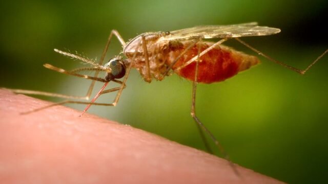 Nyamuk yang dimodifikasi secara genetik untuk membunuh parasit malaria yang mereka bawa | Berita Sains, Iklim & Teknologi
