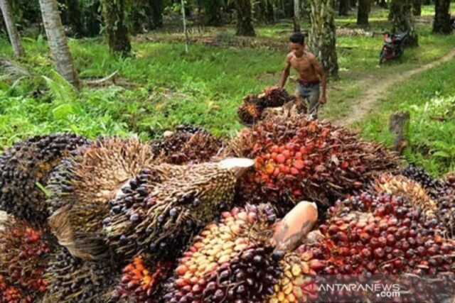 Pemerintah menggambarkan empat tahap minyak kelapa sawit hilir
