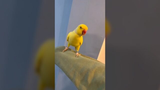 Mangga si Parrot berkotek pada pemilik obat bius
