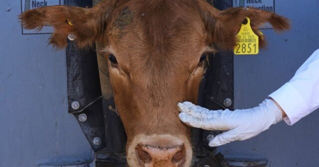 Pabrik Pengeditan dan Terbang Gen: Perjuangan melawan hama pemakan daging
