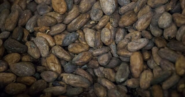 Pembuat M&M beralih ke pengeditan gen untuk mencoba mengamankan pasokan kakao
