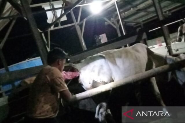 Pemerintah untuk mendukung MBG dengan pemuliaan ternak superior dan rencana susu
