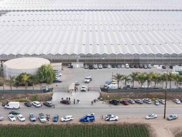 Perusahaan ganja California yang digerebek oleh ICE mengungkap perubahan tenaga kerja besar
