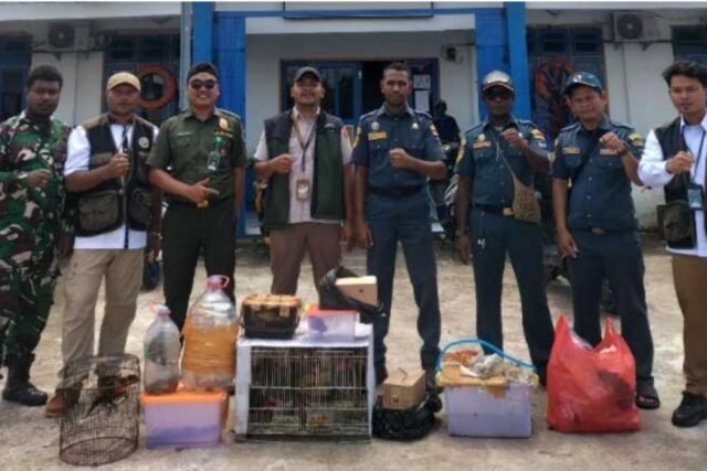 South Papua Foils mencoba menyelundupkan 47 hewan yang dilindungi
