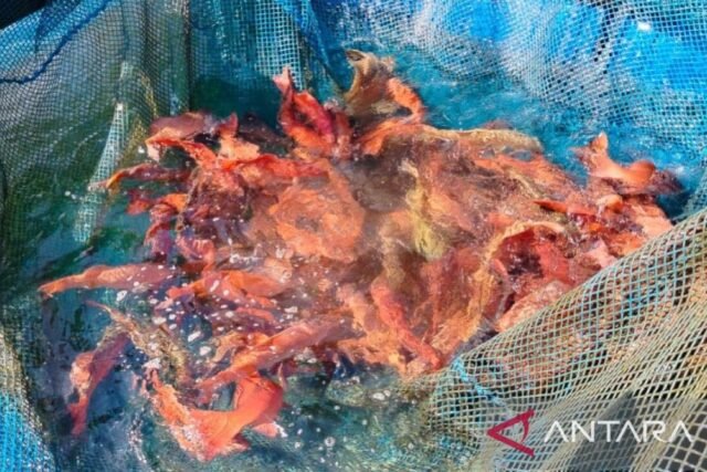 Studi unpatti dampak mekar alga berbahaya pada perikanan Maluku
