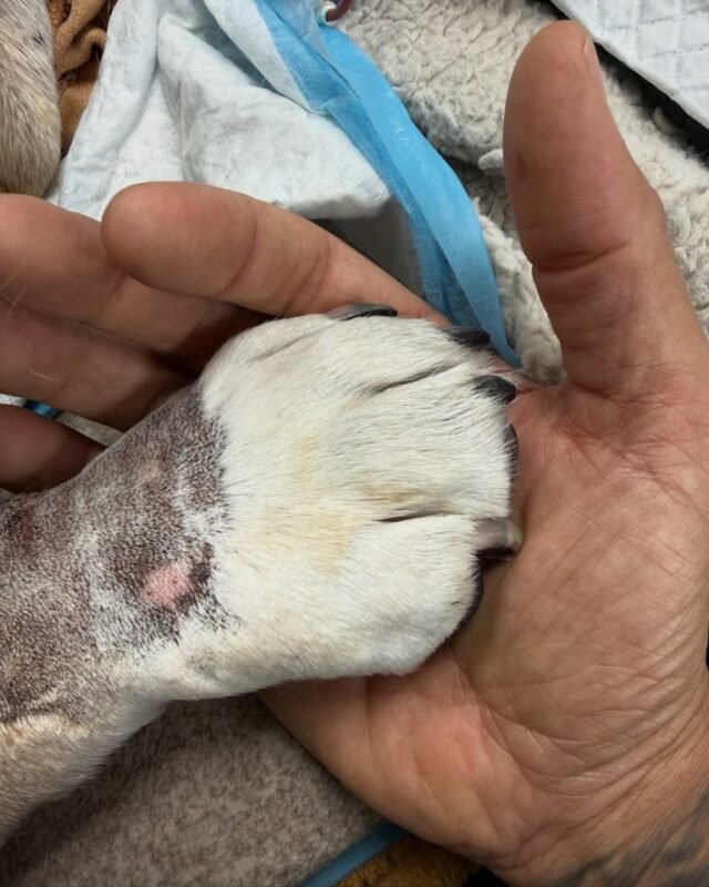 Lewis Hamilton yang patah hati memberikan penghormatan emosional kepada 'teman luar biasa' yang berdiri bersamanya saat anjing kesayangan Roscoe meninggal
