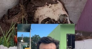 Membersihkan Tulang untuk Hari Orang Mati Membersihkan Tulang untuk Hari Orang Mati